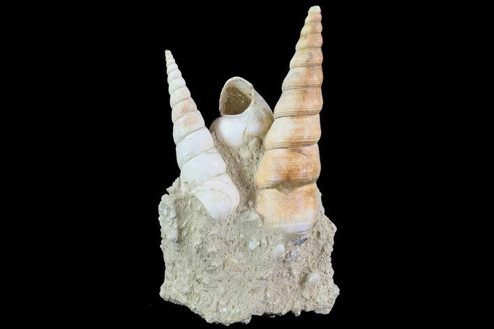 Fossil Gastropod (Haustator) Cluster - Damery, France #74522